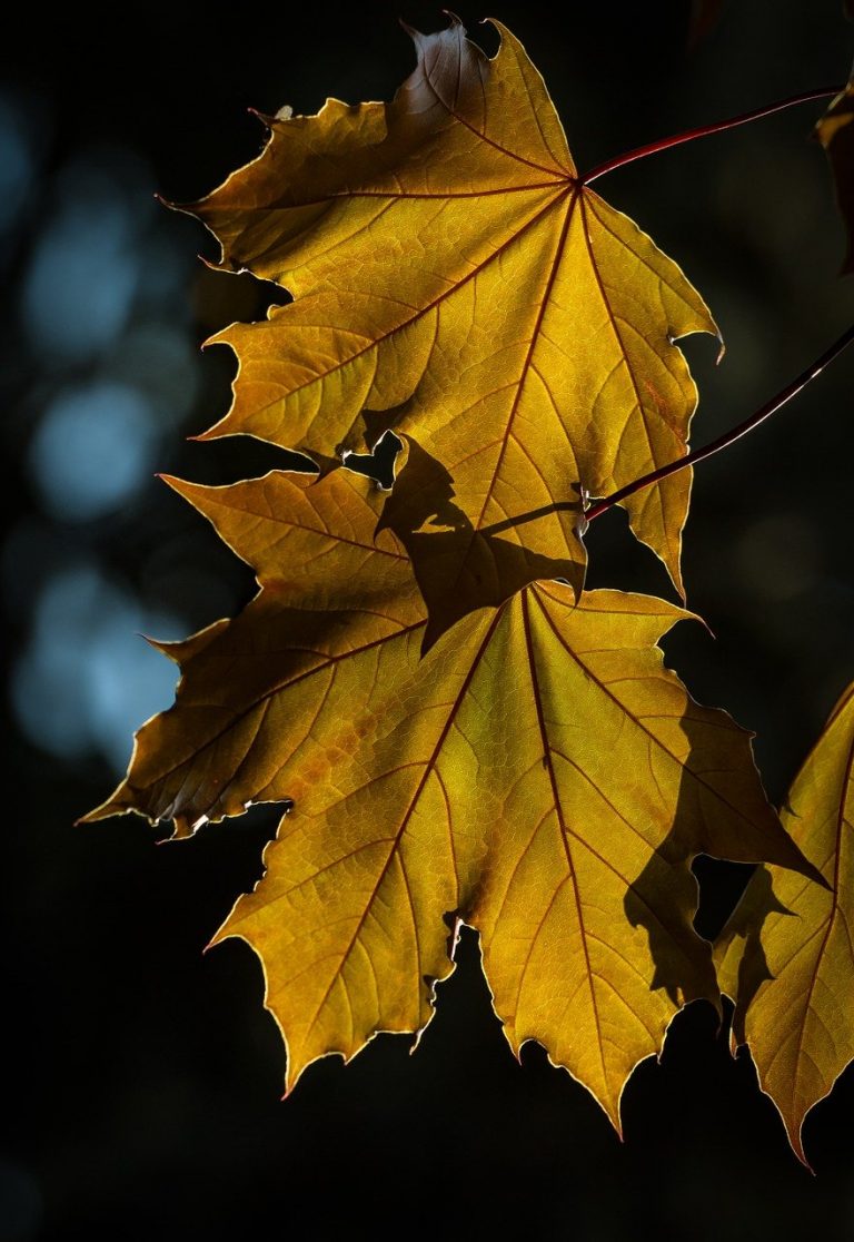 maple, foliage, wood